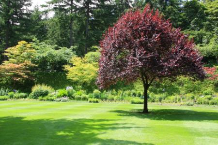 How Tree Roots Affect Drain Lines in Older Neighborhoods